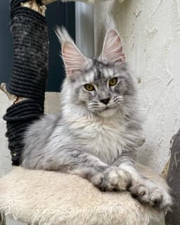 Maine Coon Silver (tigré)