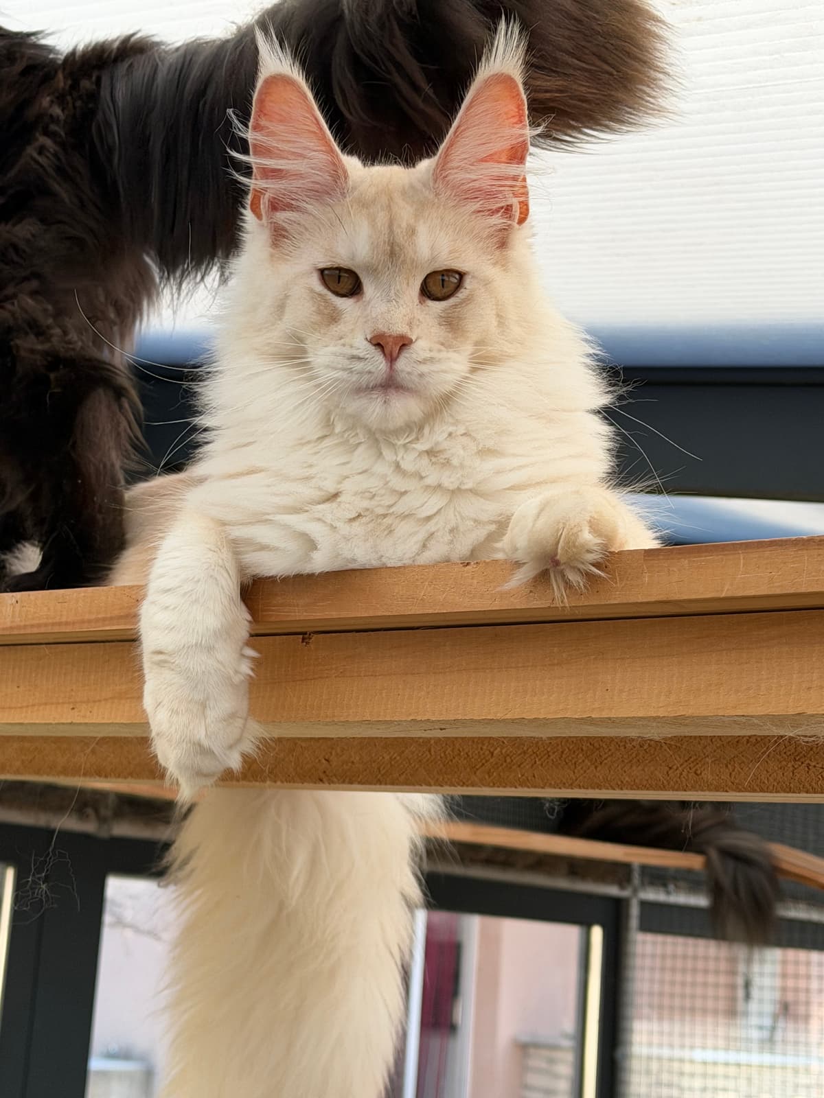 Illustration de Maine Coon