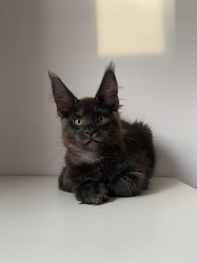Maine Coon — Robe Black Smoke