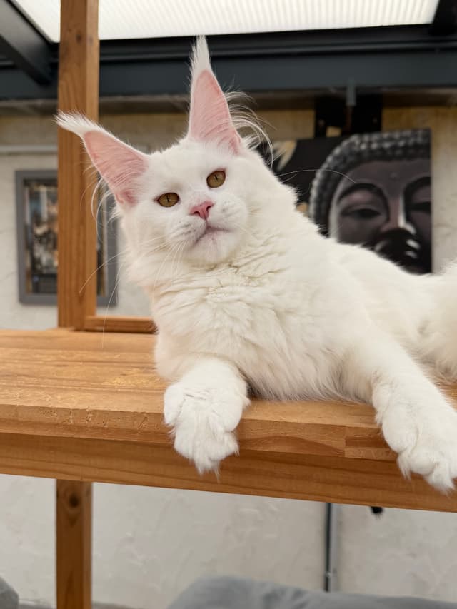 Maine Coon — Robe Et blanc