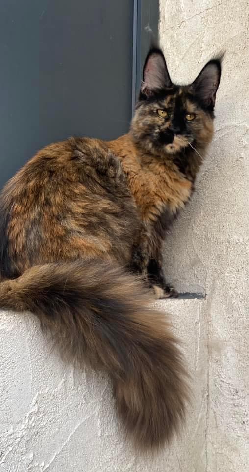 Maine Coon — Robe Tortie