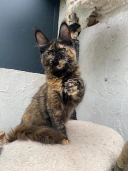 Maine Coon Tabby (tigré)