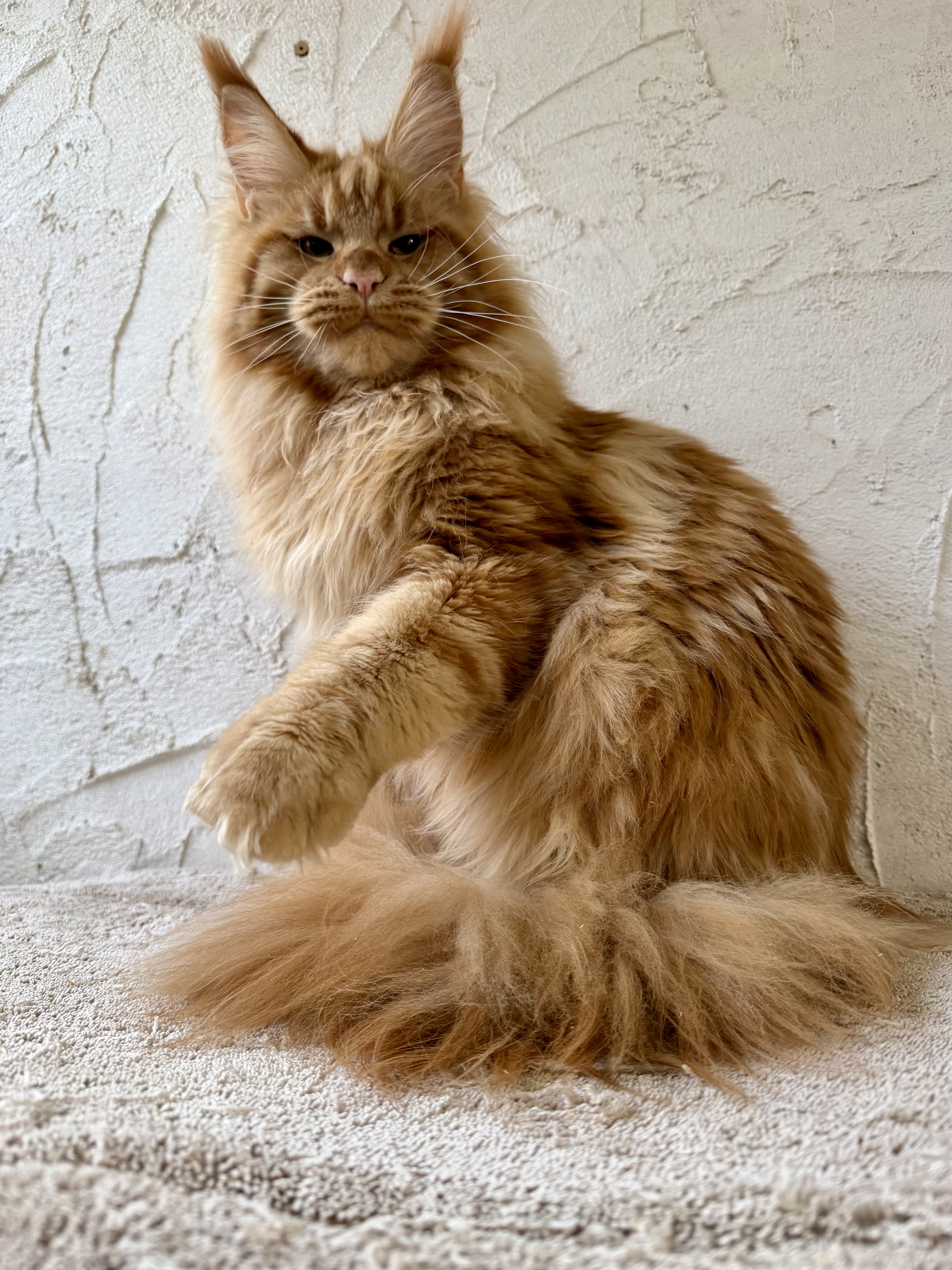 Champion meines herzen’s Helios 